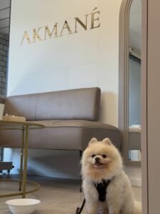 Mažas pūkuotas šuo veterinarijos klinikoje